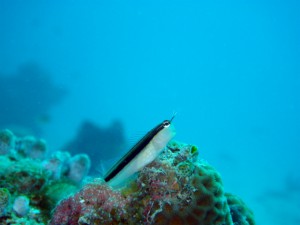 IMGP0064