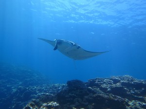 IMG_2118