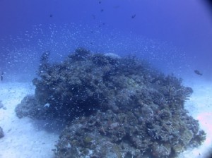 IMG_2365