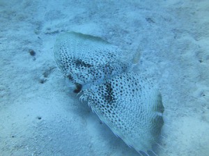 IMG_2422