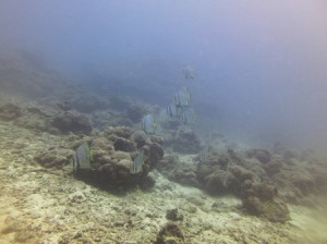 IMG_2529