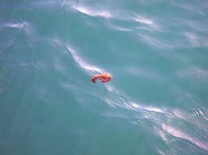 IMG_2736