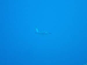 IMG_2750