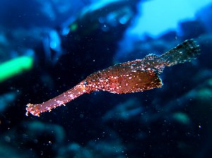 IMG_2753