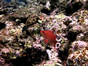 IMG_2921