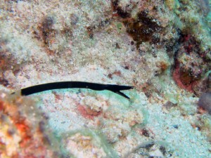 IMG_6958