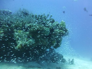 P1130430