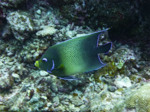 P1130461