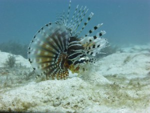 P1140100