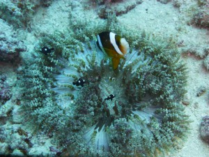 P1140131
