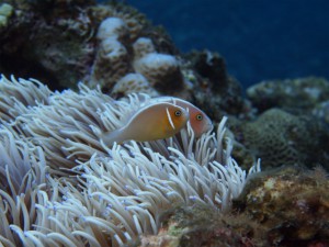 P9082705