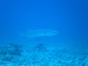 IMG_3097