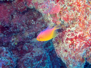 IMG_8726
