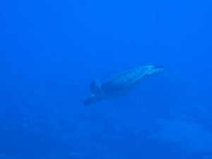 IMG_9127