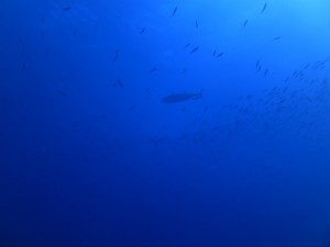 IMG_0130