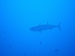 IMG_3651