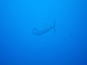 IMG_3771