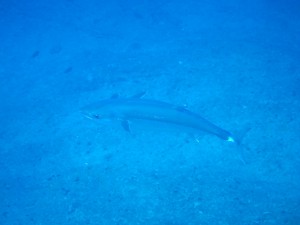 IMG_3815