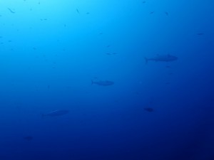 IMG_4592