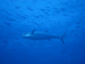 IMG_8803