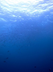 IMG_0089