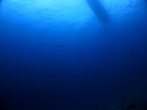 IMG_0426