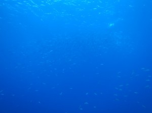 IMG_0530