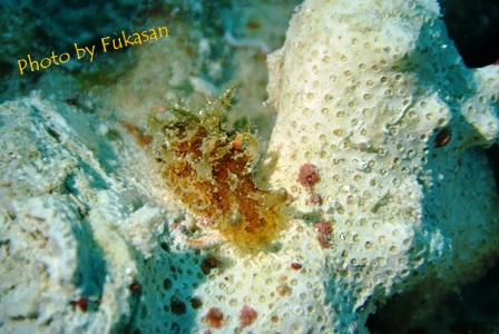 Fukasan (1)