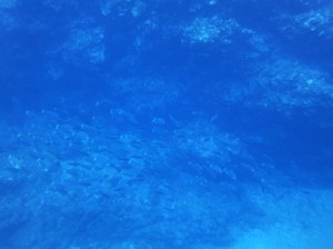 IMG_1017