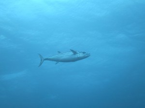 IMG_1225