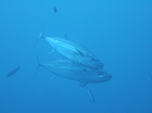 IMG_1228