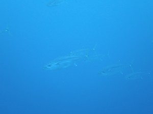 IMG_1230