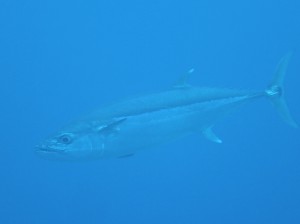 IMG_1242