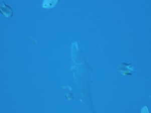IMG_1243