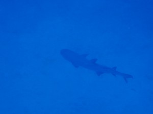 IMG_1338