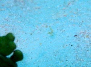 IMG_1386