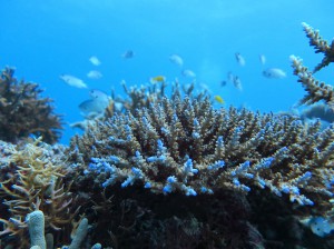 IMG_1417