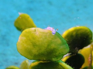 IMG_1424