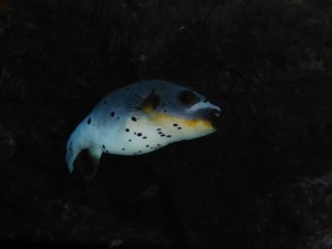P1150988