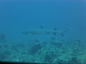P1150989