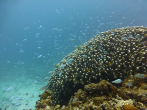 P1160098