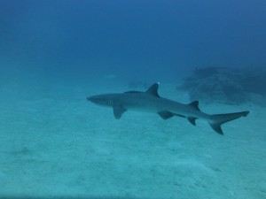 P1160192