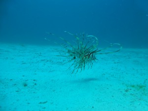 P1160347