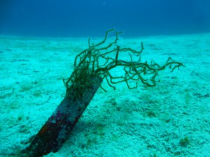 P1160368