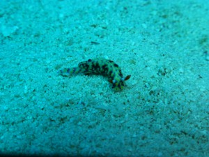 P1160372