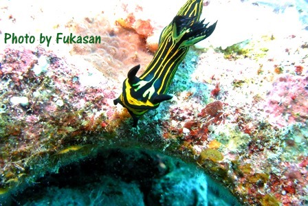Photo by Fukasan (4)