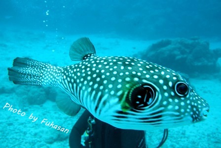 Photo by Fukasan (7)