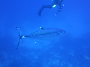 トカキン (8)