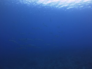 IMG_5432