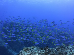 IMG_5527